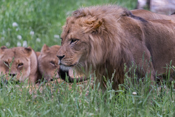 Lion walking in front of two angry lionesses in a field of grass