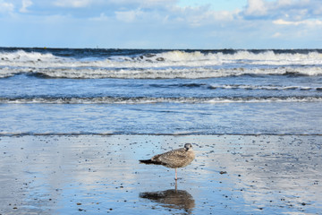 Möve sitz am Strand