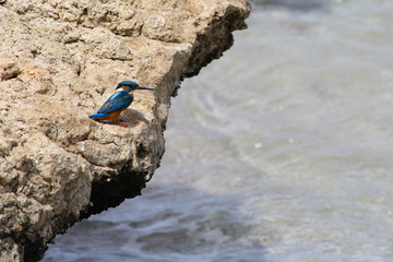 blue kingfisher on rock