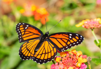 Fototapeta na wymiar Viceroy butterfly feeding on a Lantana flower in a fall garden