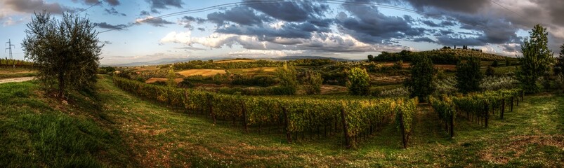 Fototapeta na wymiar Tuscan vineyard in early morning light