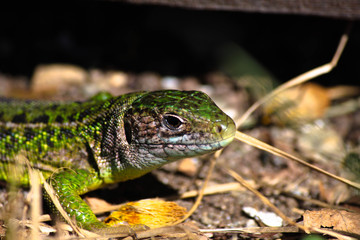 green lizard