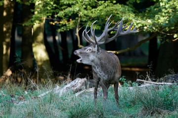Red deer (Cervus elaphus)