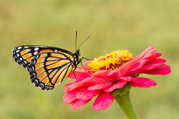 Ventral view of a stunningly beautiful Viceroy butterfly on a hot pink Zinnia flower, with green background