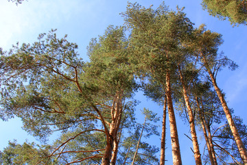 Trees of pine in country park on blue sky