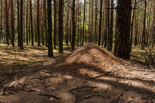 An anthill in a pine forest