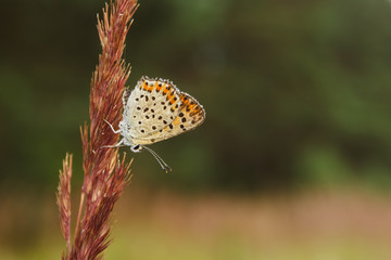 A beautiful European butterfly on a plant stem. Copy space. Close-up