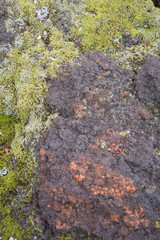 Hintergrund: rote Gesteins- und Erdschichten im Zwillingskrater Seyðishólar / Süd-West-Island