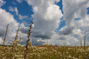 Obraz premium Landscape with flowering meadow, and sky with beautiful clouds