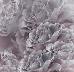 Floral  vintage  gray-pink beautiful background.  Flower composition. Bouquet of flowers from  gray  roses. Close-up. Nature.