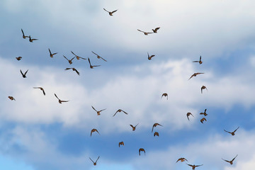a large flock of black birds migrating starlings flies on blue sky background