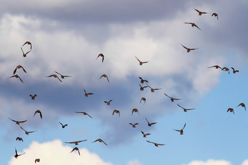 natural background with a numerous flock of black birds migrating starlings flies up blue sky