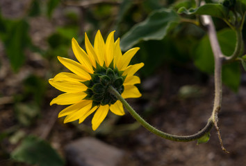 Sunflower Turn