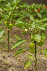 Green sweet peppers on a branch among the plants in the garden. Growing sweet pepper. Close-up. 