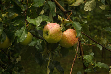 Apples on the branch illuminated by the sun