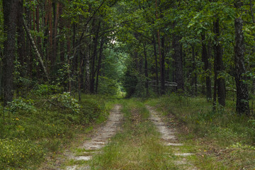 Forest road.  Background. Summer