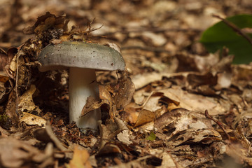 Mushroom (Russula cyanoxantha) commonly known as the charcoal burner