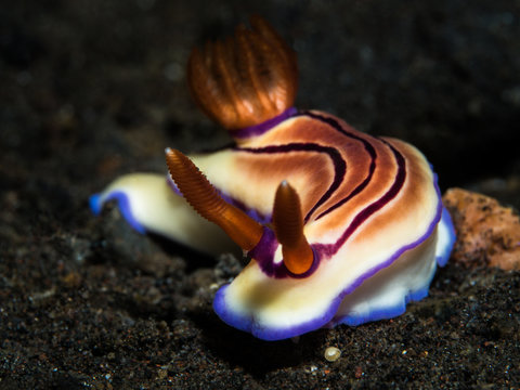 Nacktschnecke, Nudibranch