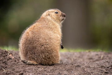 Prairie dog, Cynomys