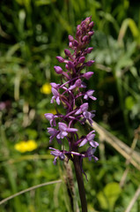 Gymnadenia conopsea; fragrant orchid or marsh fragrant orchid on Alp Palfries, Switzerland