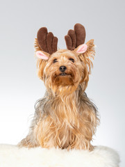 Funny dog image, Yorkshire terrier puppy wearing horns. Christmas dog concept image. Image taken in a studio with white background. 