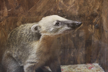 Badger at the zoo