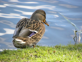 Stockente