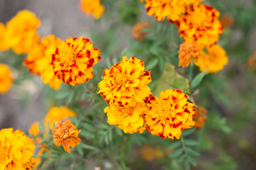 red and yellow flowers for the garden