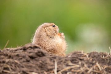 Prairie dog, Cynomys