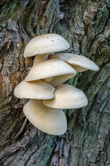 Mushrooms on the tree (non-edible)