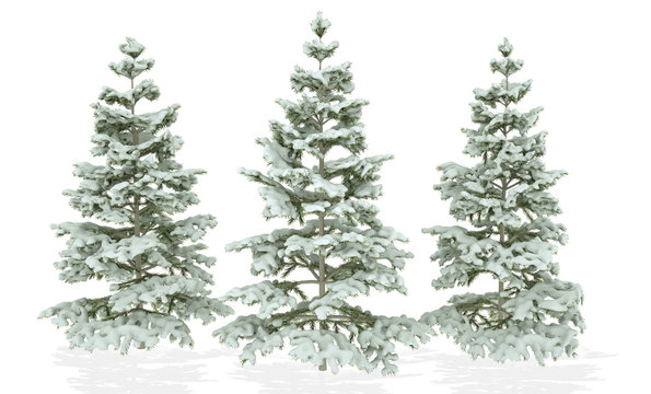 Christmas Trees covered with snow isolated on a white background. 3D Illustration