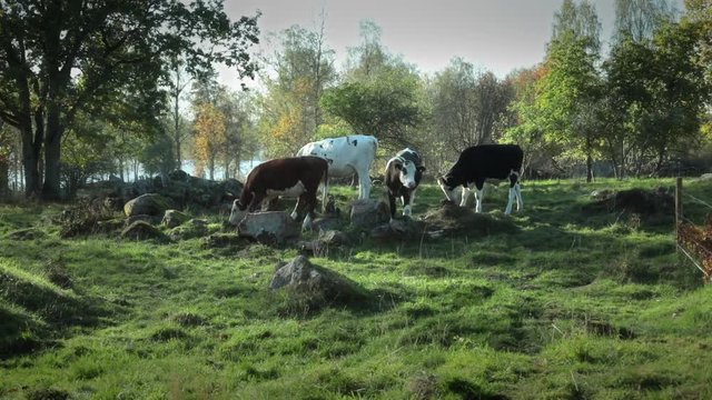 Small scale organic farm in the Swedish countryside, happy cattle on a grazing area. Cattle are breed in a organic way.