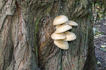 Mycelium on the tree