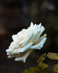 white rose for garden