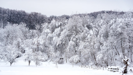Winter rural landscape with snow covered hill and trees and wooden fence. Untouched snow.