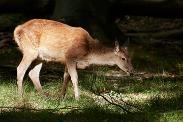 Red deer (Cervus elaphus)