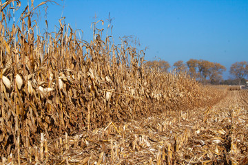 Corn field after harvesting, industry, agriculture, sunny day