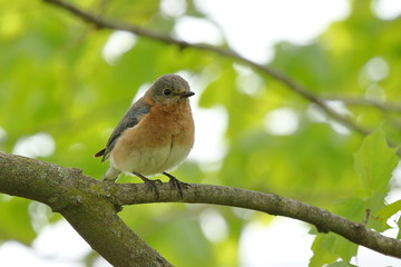 A female Eastern Bluebird perches in a Maple Tree near her nest box.