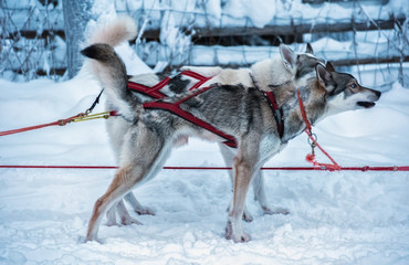 Two husky dogs in sled gear in Finnish Lapland