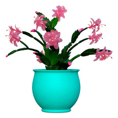 3D Rendering Christmas Cactus on White
