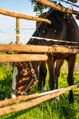 Beautiful brown horse with white spot on head grazing in lush green sunlit pasture outdoors summer...
