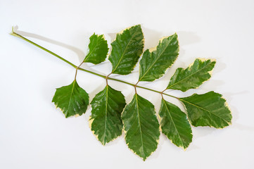 Eight leaves on white background