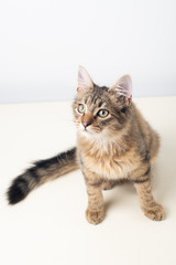 Little four month mixed breed kitten portrait on white background