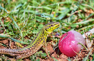 Naklejka premium Lizard finds lollipop on grass backgrounds close-up.