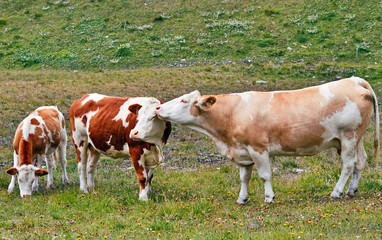 Fototapeta na wymiar Cows standing like in tenderness on green grass.