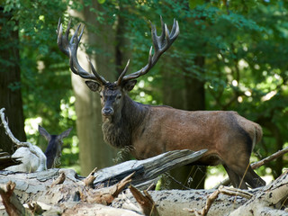 Red deer (Cervus elaphus)