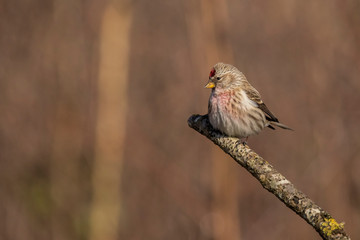 Redpoll, Acanthis flammea