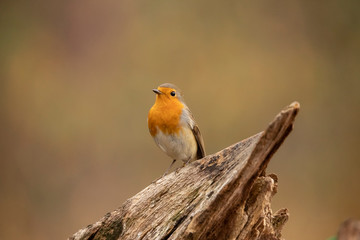 Robin, Erithacus rubecula