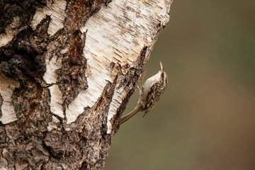 Short Toed Treecreeper,  Certhia brachydactyla
