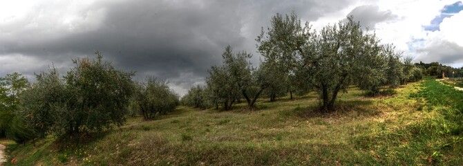 Olive grove under stormy sky, Montespertoli, region of Florence
